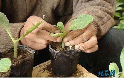 插迁栽培法