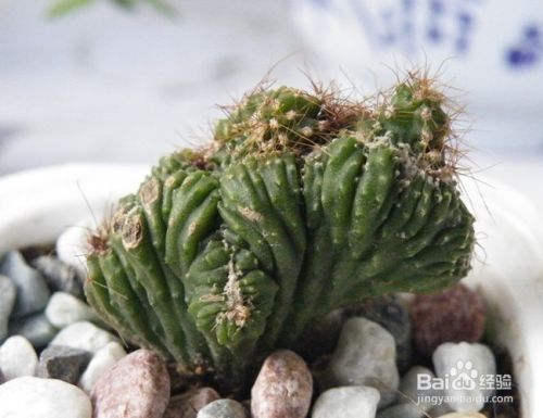 山影的养殖方法