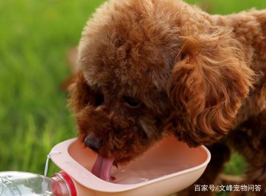 狗不喝水不吃东西怎么办