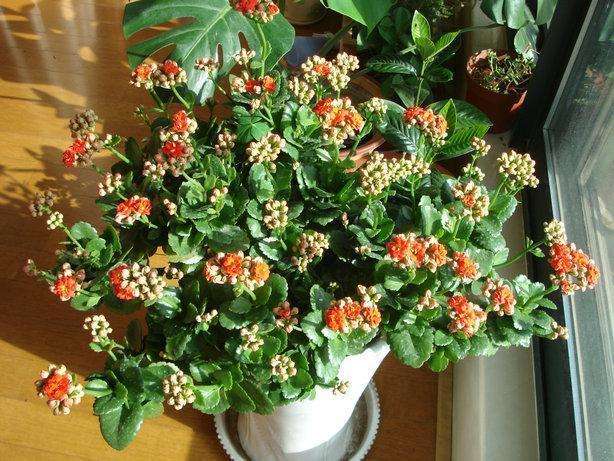 夏季养鲜花注意事项