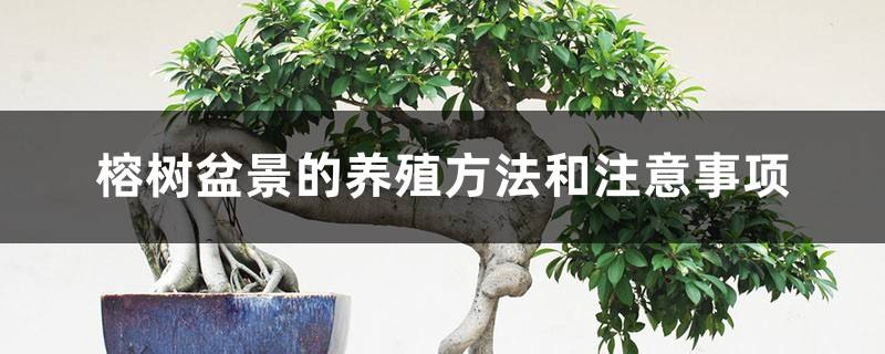 榕树的养殖方法有哪些
