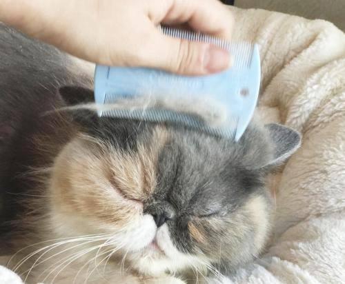 猫生之前要准备什么东西