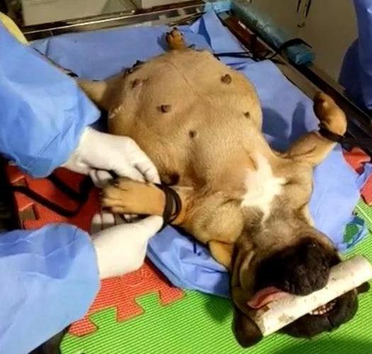 狗狗剖腹产要注意什么东西不能吃什么