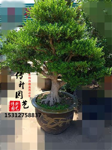 室内栽培黄杨树桩注意什么
