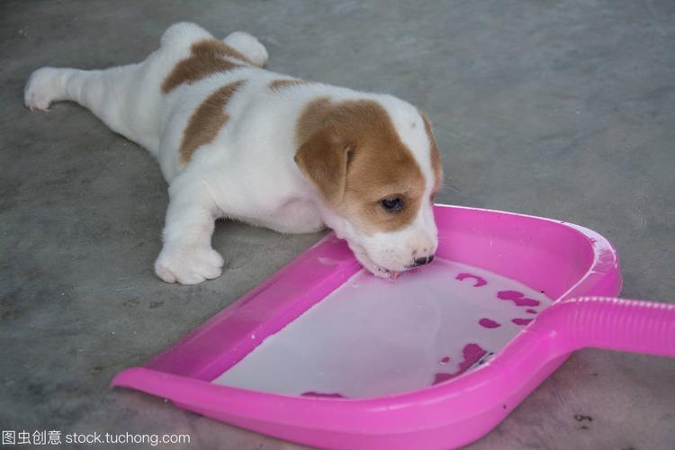 训练牛奶犬