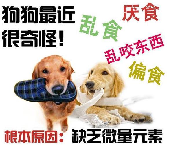 如何训练狗狗异食癖
