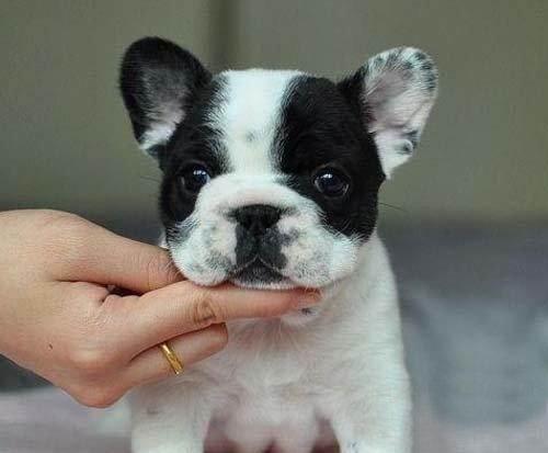 法斗幼犬喜欢咬东西怎么办
