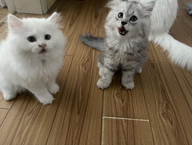 金吉拉小猫不太吃东西