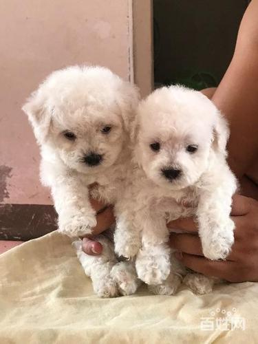 比熊幼犬总是咬东西