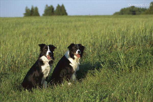 放牧犬训练