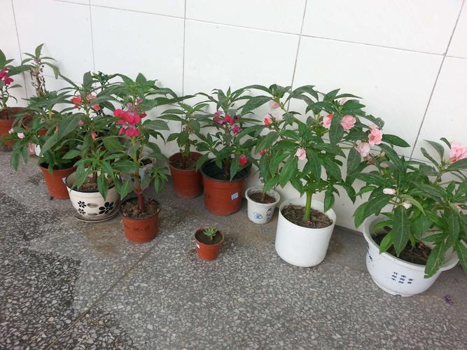 凤仙花怎么栽培