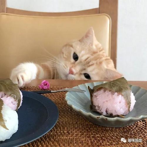 捡来的小猫狂吃东西