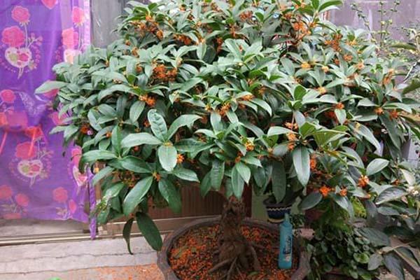 桂花栽培技术与施肥