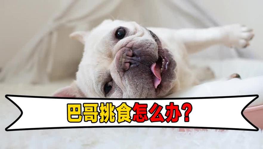 巴哥犬吃东西不嚼怎么办