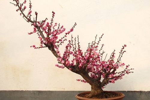 梅花栽培