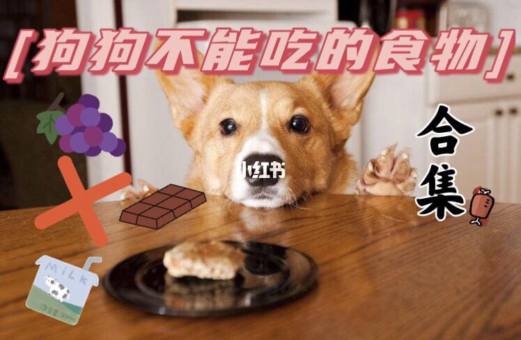 犬换新地方不吃东西怎么办