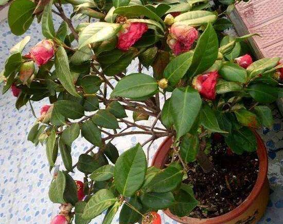 山茶花如何栽培