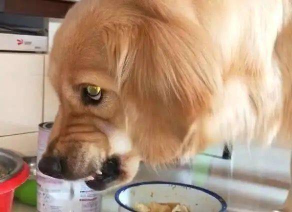 狗狗护食护东西