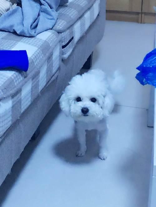 八个月比熊爱咬东西怎么办