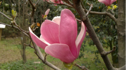 木兰花栽培养护管理技术