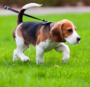 猎犬训练比格