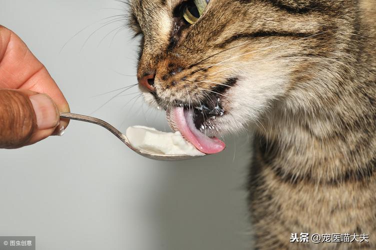 猫咪不吃东西还呕吐是怎么回事