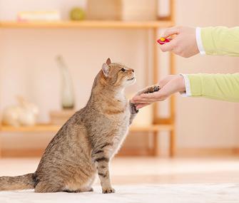怎训练猫