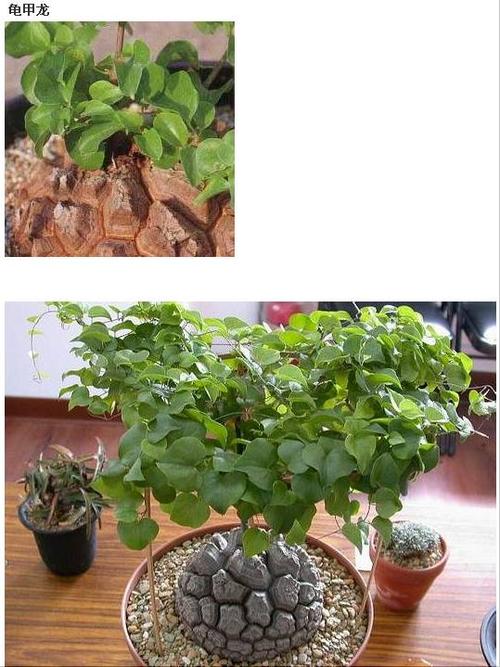 龟甲龙的栽培管理