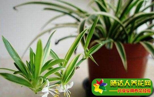 盆栽吊兰怎么种植方法