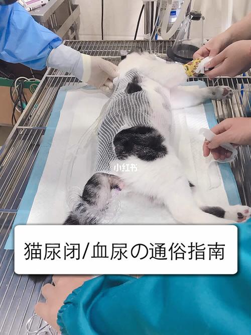 猫膀胱炎不吃东西
