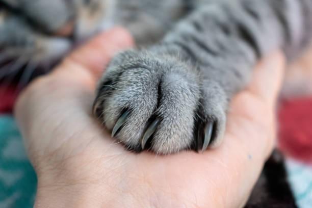 猫爪子肿 不吃东西 消瘦 没精神