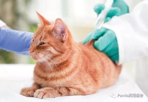 小猫发烧吃不了东西