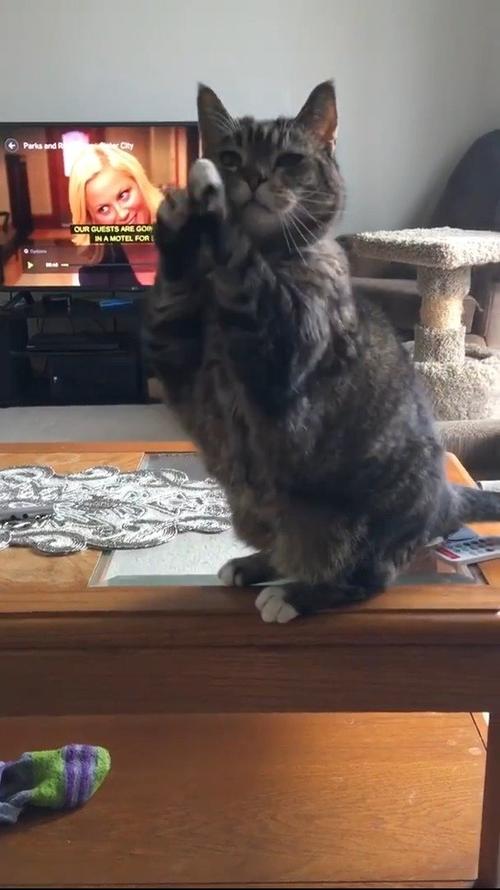 如何训练猫拜拜
