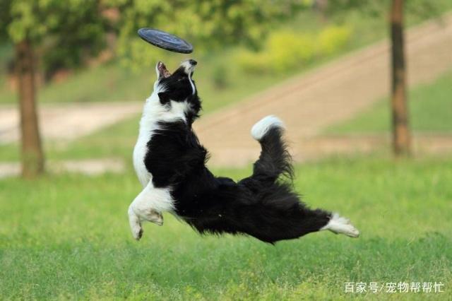 边牧钻圈训练
