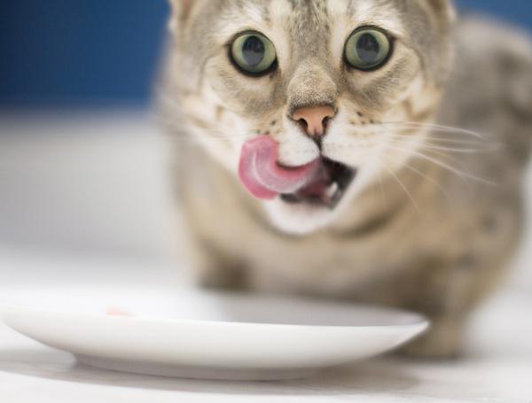 为什么小猫喜欢咬东西怎么办
