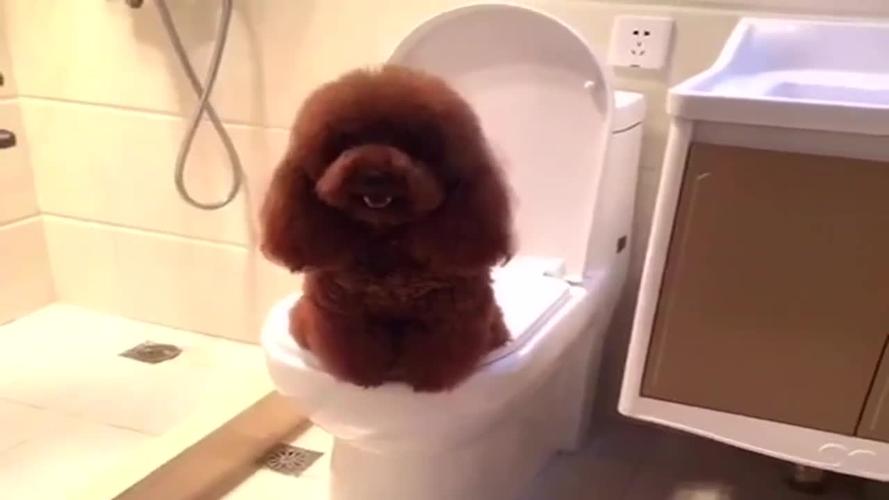 怎么训练狗去马桶上厕所