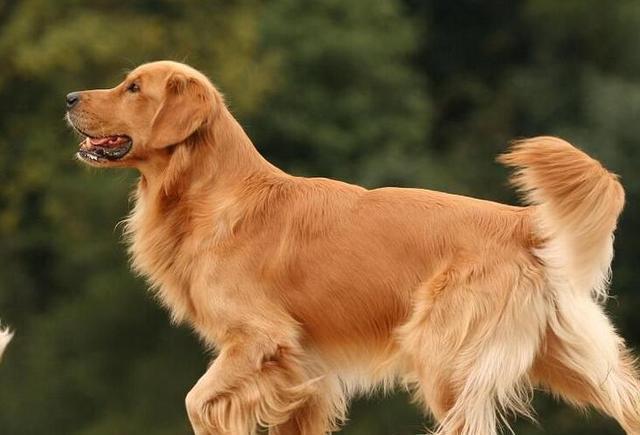 金毛寻回犬训练不扑人