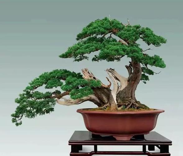 树桩盆景栽培与管理