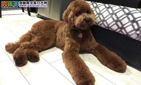 贵宾狗狗不能吃的东西