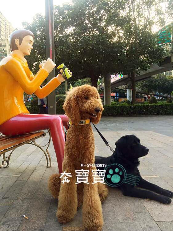 怎样训练贵宾泰迪站着走路