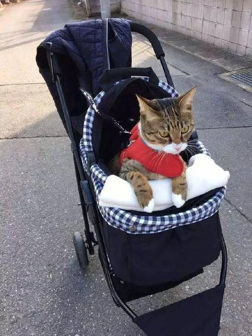带猫做车要带什么东西吗