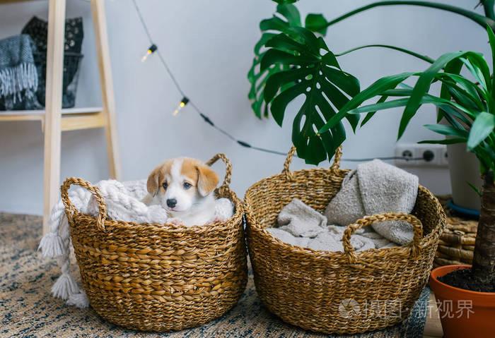 如何训练狗狗掉篮子