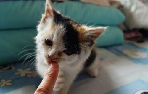 怎么训练猫晚上不叫