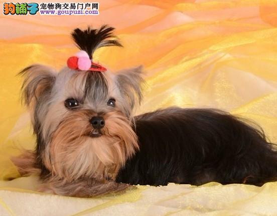 约克夏毛发需要买哪些东西