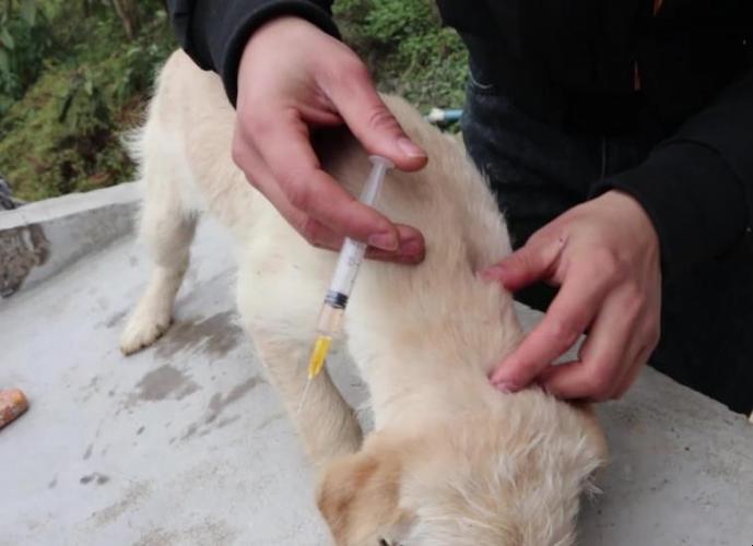 狗狗打过疫苗后不吃东西怎么办