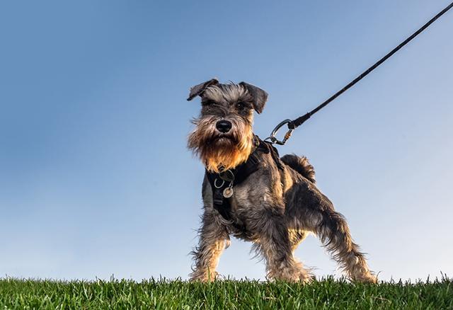 什么小型犬好训练