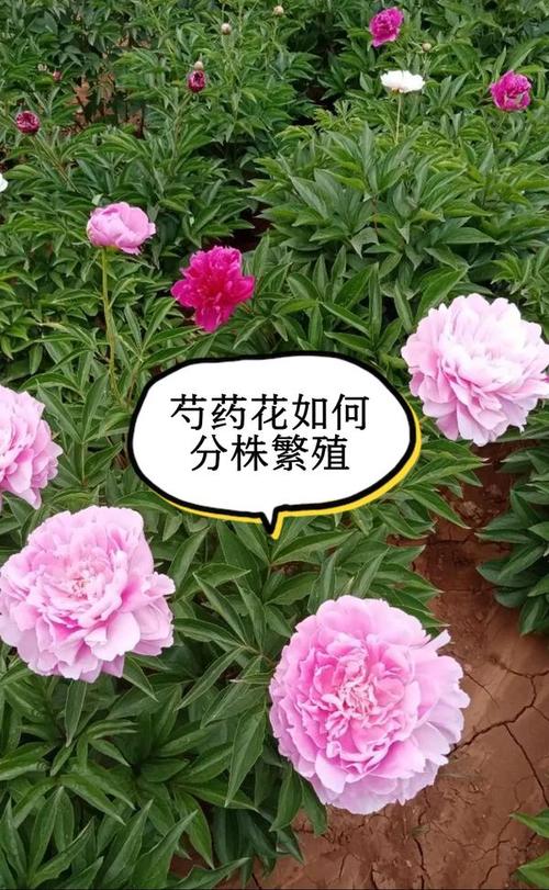 芍药分株后如何栽培
