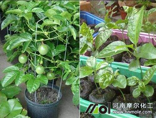 百香果的养殖方法
