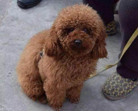 两个月的泰迪为什么喜欢咬东西怎么办啊