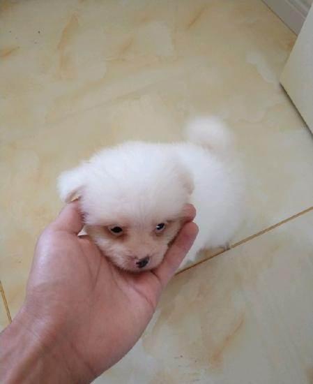 两个月大博美怎么训练大小便